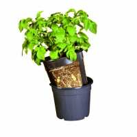 Read Gardening Naturally Reviews