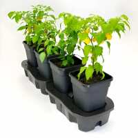Read Gardening Naturally Reviews