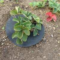 Read Gardening Naturally Reviews
