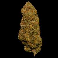 Read Best Buds Premium Cannabis Reviews