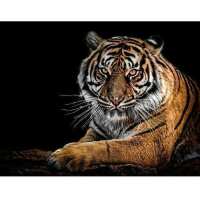 Lezen Diamond Painting Expert Reviews