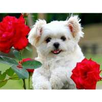 Läs Diamond Painting Sweden Omdömen