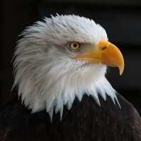 Read Happy Diamond Painting Denmark Reviews