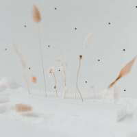 Lesen Eulenschnitt Bewertungen