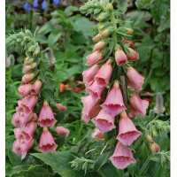 Read Golden Valley Plants Reviews