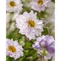 Read Golden Valley Plants Reviews