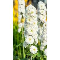 Read Golden Valley Plants Reviews