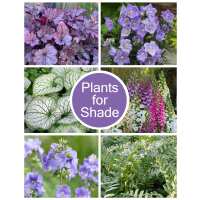 Read Golden Valley Plants Reviews