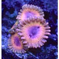 Read Charterhouse Aquatics Reviews