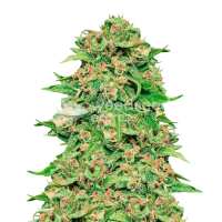 Read WeedSeedsExpress Reviews