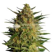 Read WeedSeedsExpress Reviews