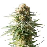 Read WeedSeedsExpress Reviews