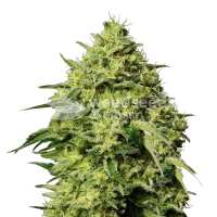 Read WeedSeedsExpress Reviews