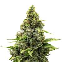 Read WeedSeedsExpress Reviews