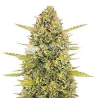 Read WeedSeedsExpress Reviews