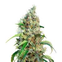 Read WeedSeedsExpress Reviews