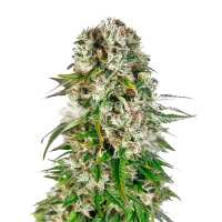 Read WeedSeedsExpress Reviews
