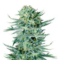 Read WeedSeedsExpress Reviews