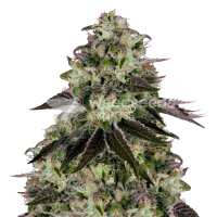 Read WeedSeedsExpress Reviews