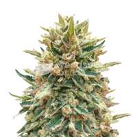 Read WeedSeedsExpress Reviews