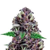 Read WeedSeedsExpress Reviews