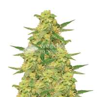 Read WeedSeedsExpress Reviews