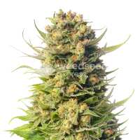 Read WeedSeedsExpress Reviews