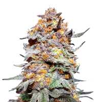 Read WeedSeedsExpress Reviews