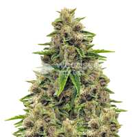 Read WeedSeedsExpress Reviews