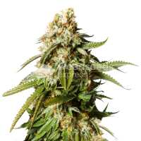 Read WeedSeedsExpress Reviews