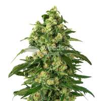 Read WeedSeedsExpress Reviews