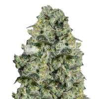 Read WeedSeedsExpress Reviews