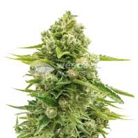 Read WeedSeedsExpress Reviews