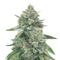 Read WeedSeedsExpress Reviews