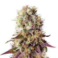 Read WeedSeedsExpress Reviews