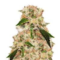 Read WeedSeedsExpress Reviews