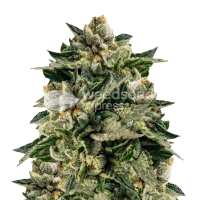 Read WeedSeedsExpress Reviews