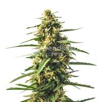 Read WeedSeedsExpress Reviews