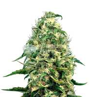 Read WeedSeedsExpress Reviews