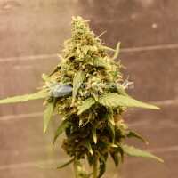 Read WeedSeedsExpress Reviews