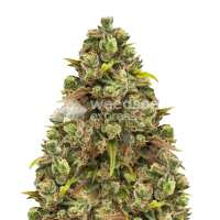 Read WeedSeedsExpress Reviews