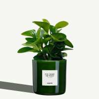 Lesen Organtic GmbH Bewertungen