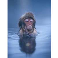 Lezen Myth of Asia Netherlands Reviews