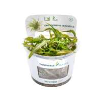 Read Aquascaping Express Reviews