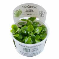 Read Aquascaping Express Reviews