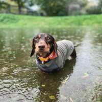 Read Doghouse Design Ltd Reviews