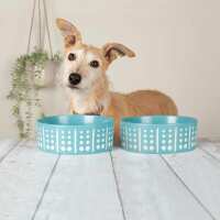 Read Doghouse Design Ltd Reviews