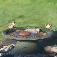 Read Ark Wildlife Reviews