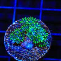 Read Top Shelf Aquatics Reviews
