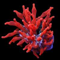 Read Top Shelf Aquatics Reviews